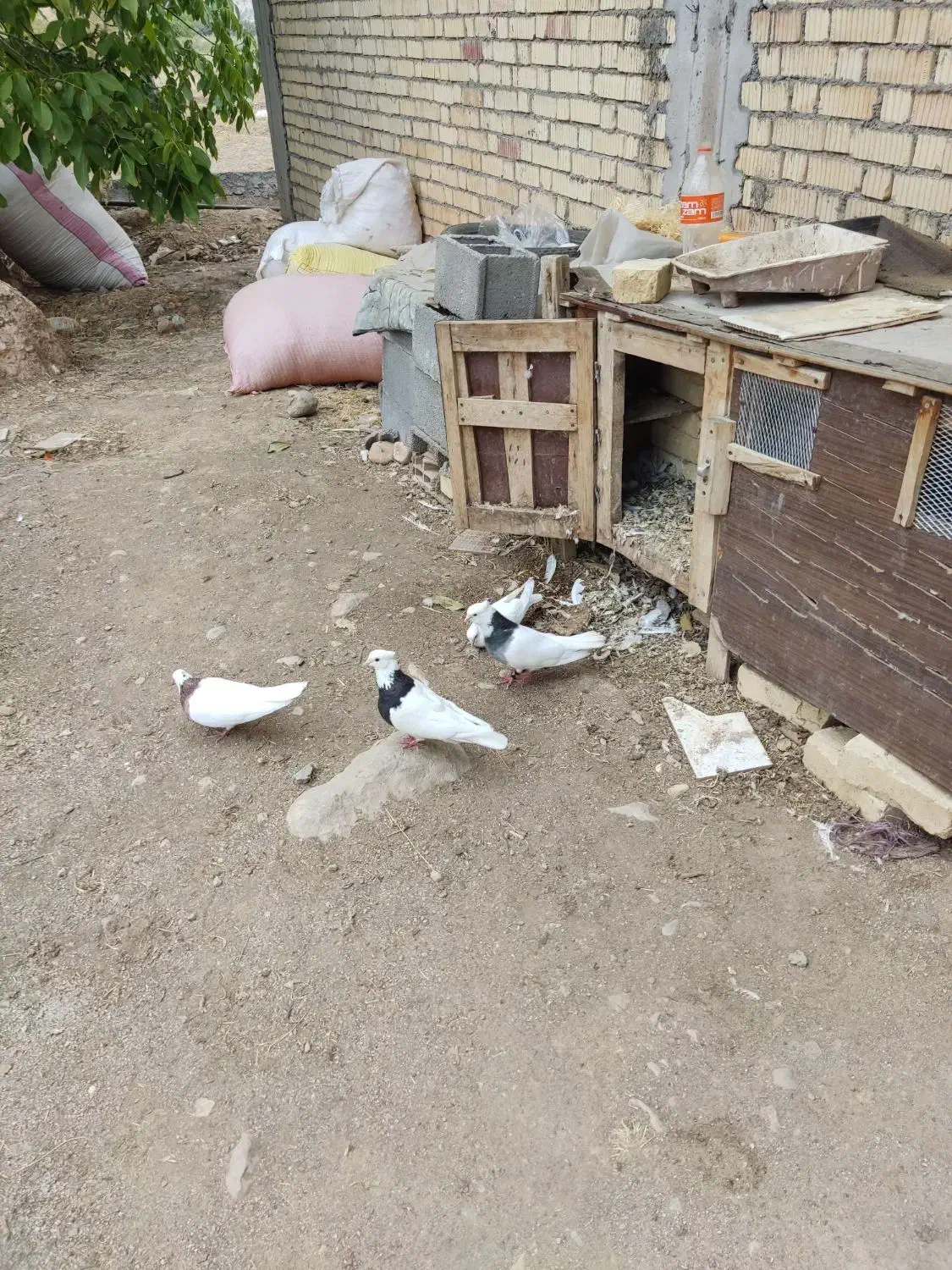 پنج عدد طوق تمیز|پرنده|سی‌سخت, |دیوار