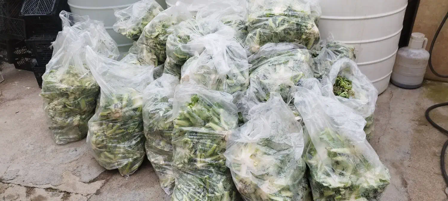 علوفه دام|حیوانات مزرعه|مشهد, فرخد|دیوار