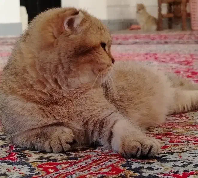 اسکاتیش مانچکین زیبا|گربه|اصفهان, آبشار|دیوار