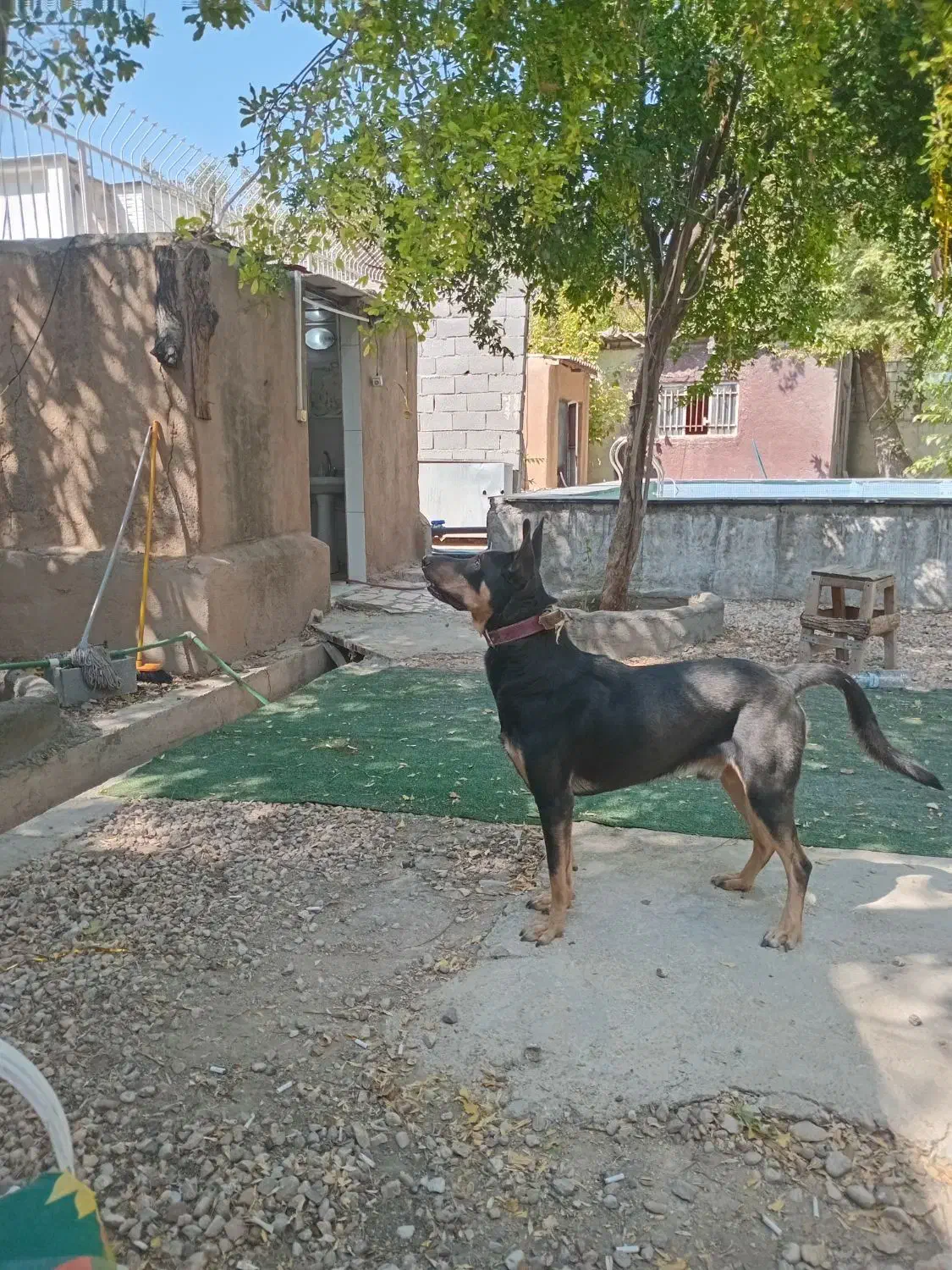 سگ دوبرمن / آمریکایی /شناسنامه دار|سگ|شیراز, معالی‌آباد|دیوار