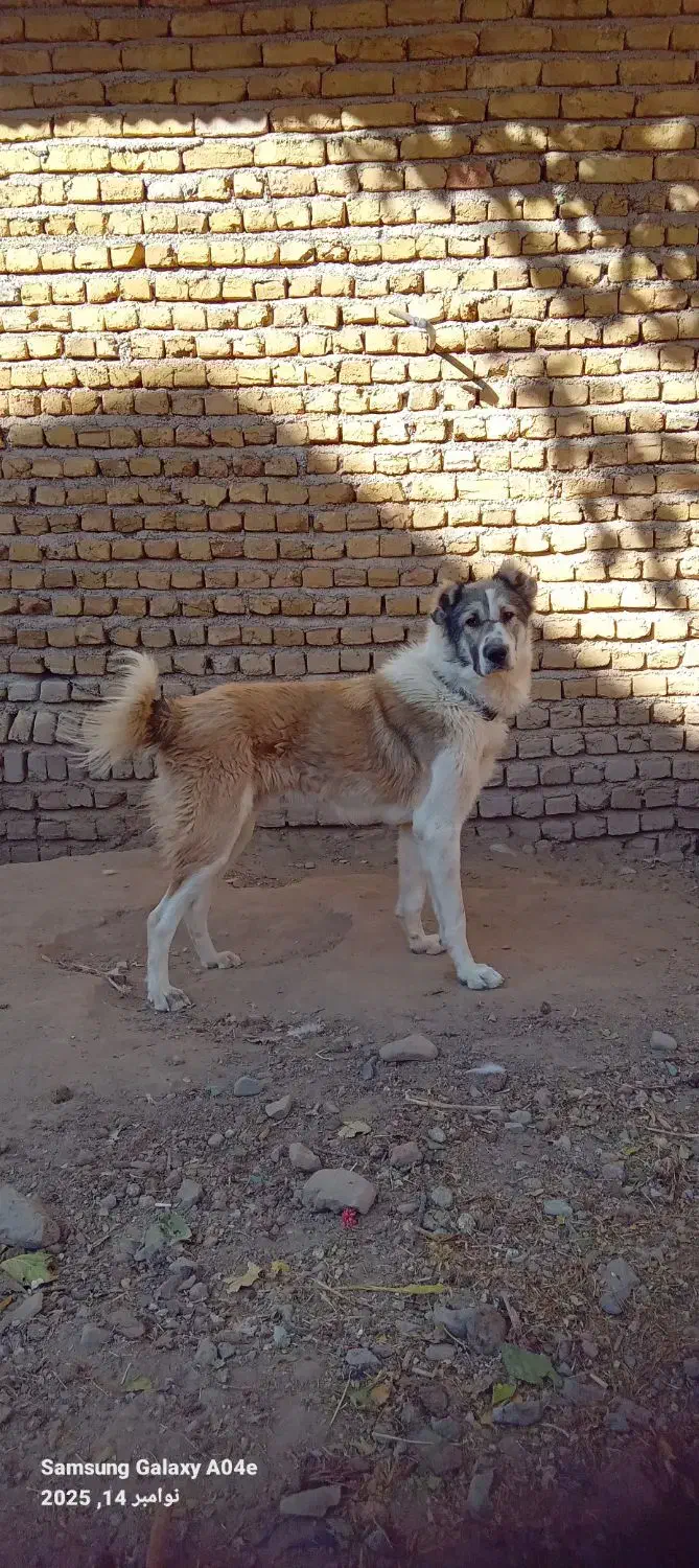 توله ۹ماهه|سگ|تربتحیدریه, پائین ولایت|دیوار