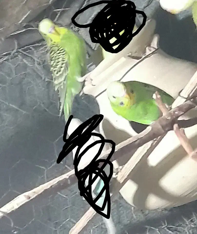 یک جفت مرغ عشق مولد|پرنده|سراوان, |دیوار