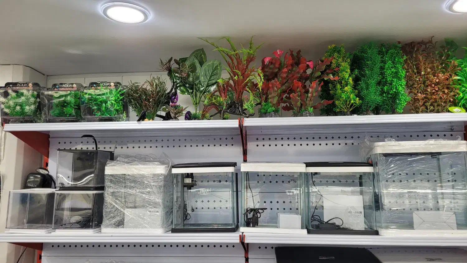 گیاه آکواریوم|ماهی|شیراز, آبیاری|دیوار