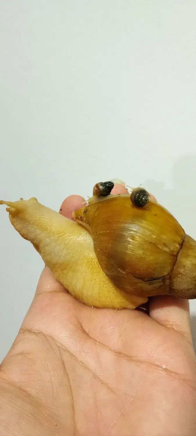 حلزون آچاتینا|خزنده|کرج, مصباح|دیوار