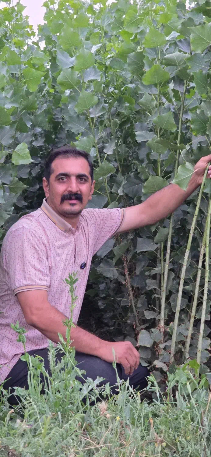 صنوبر نیگرا ترکیه|خدمات باغبانی و درختکاری|ساری, |دیوار