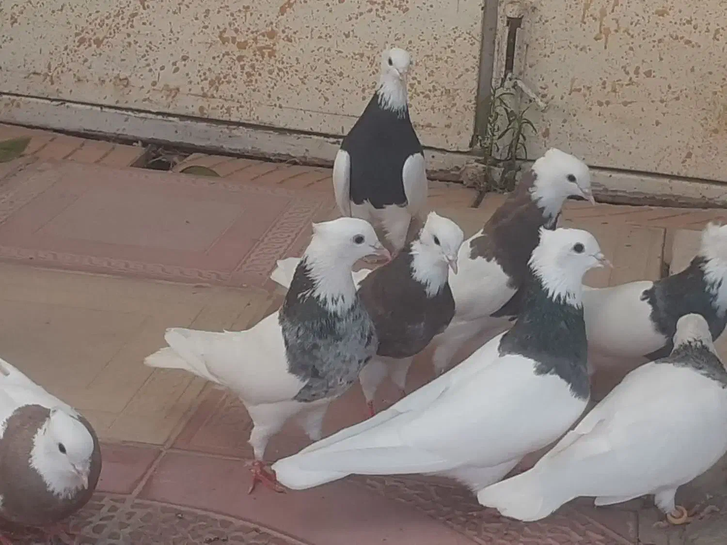 طوقی پا لخت|پرنده|ابریشم, |دیوار