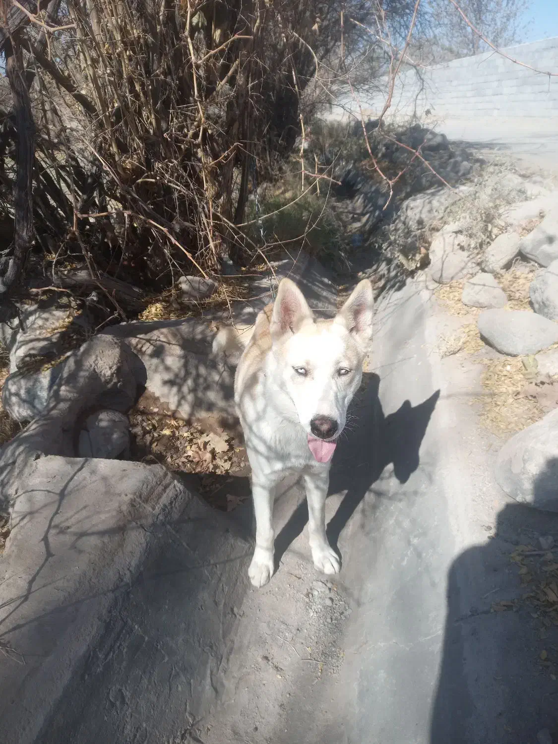 فروش سگ هاسکی|سگ|یزد, |دیوار