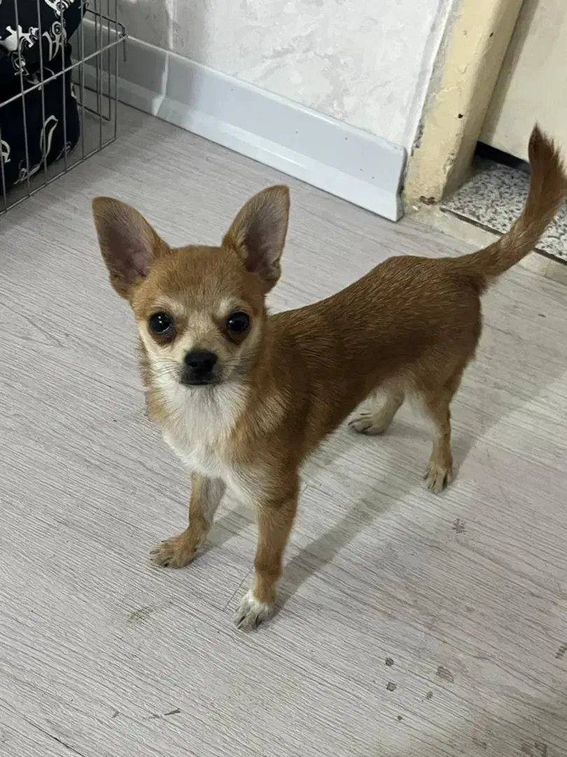 سگ شیواوا|سگ|ری, دولتآباد|دیوار