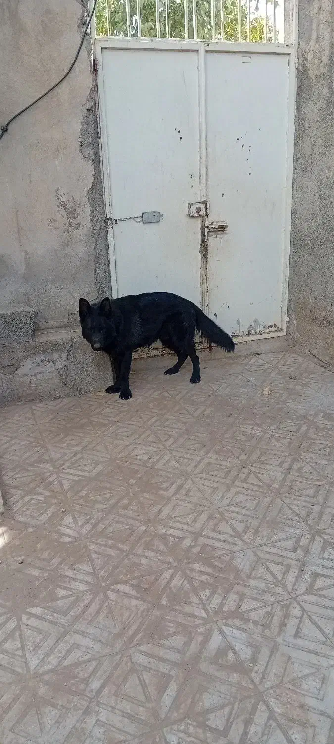 سگ ژرمن|سگ|تویسرکان, |دیوار