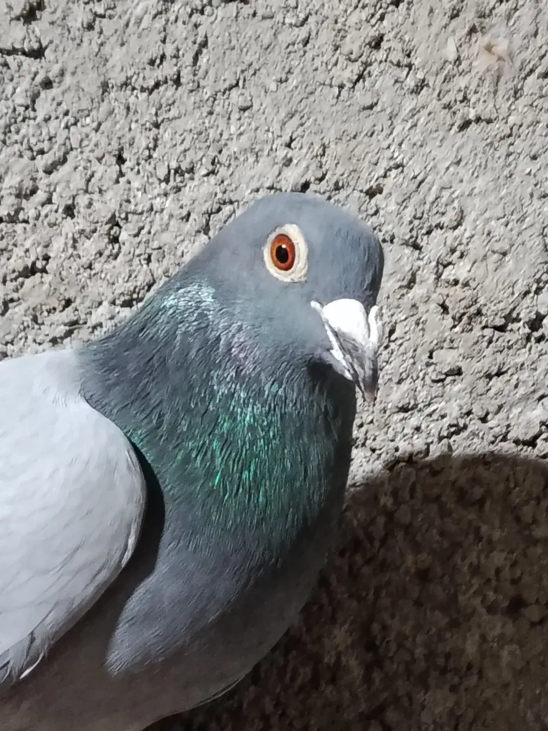 سبز|پرنده|نیشابور, ریوند|دیوار