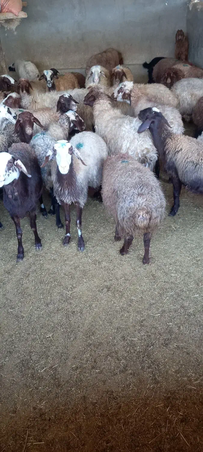 میش داشتی و بره|حیوانات مزرعه|کوهدشت, |دیوار