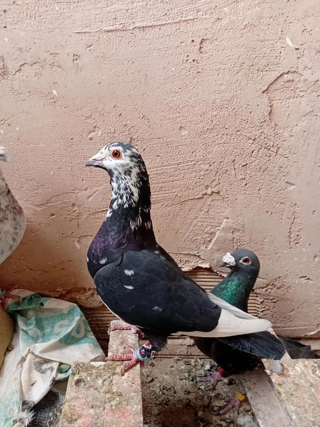 گمشده|حیوانات|سبزوار, جهاد کشاورزی|دیوار