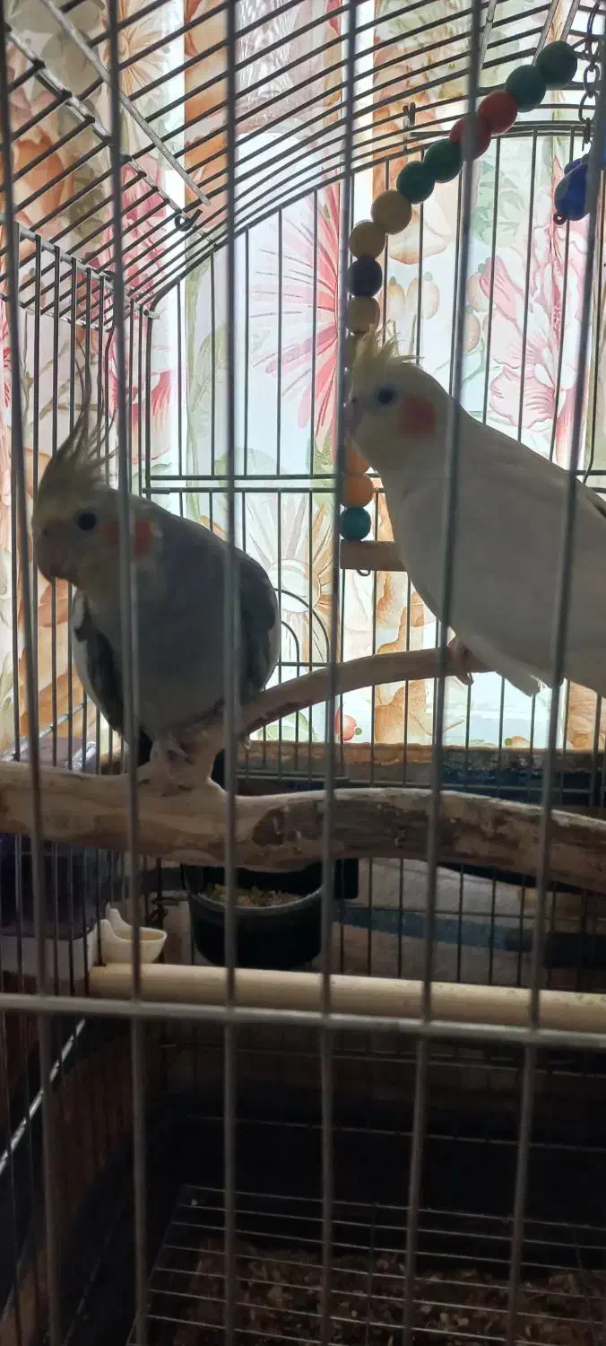 عروس هلندی|پرنده|فردوسیه, |دیوار