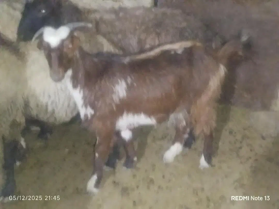 بز بزغاله|حیوانات مزرعه|سردرود, |دیوار