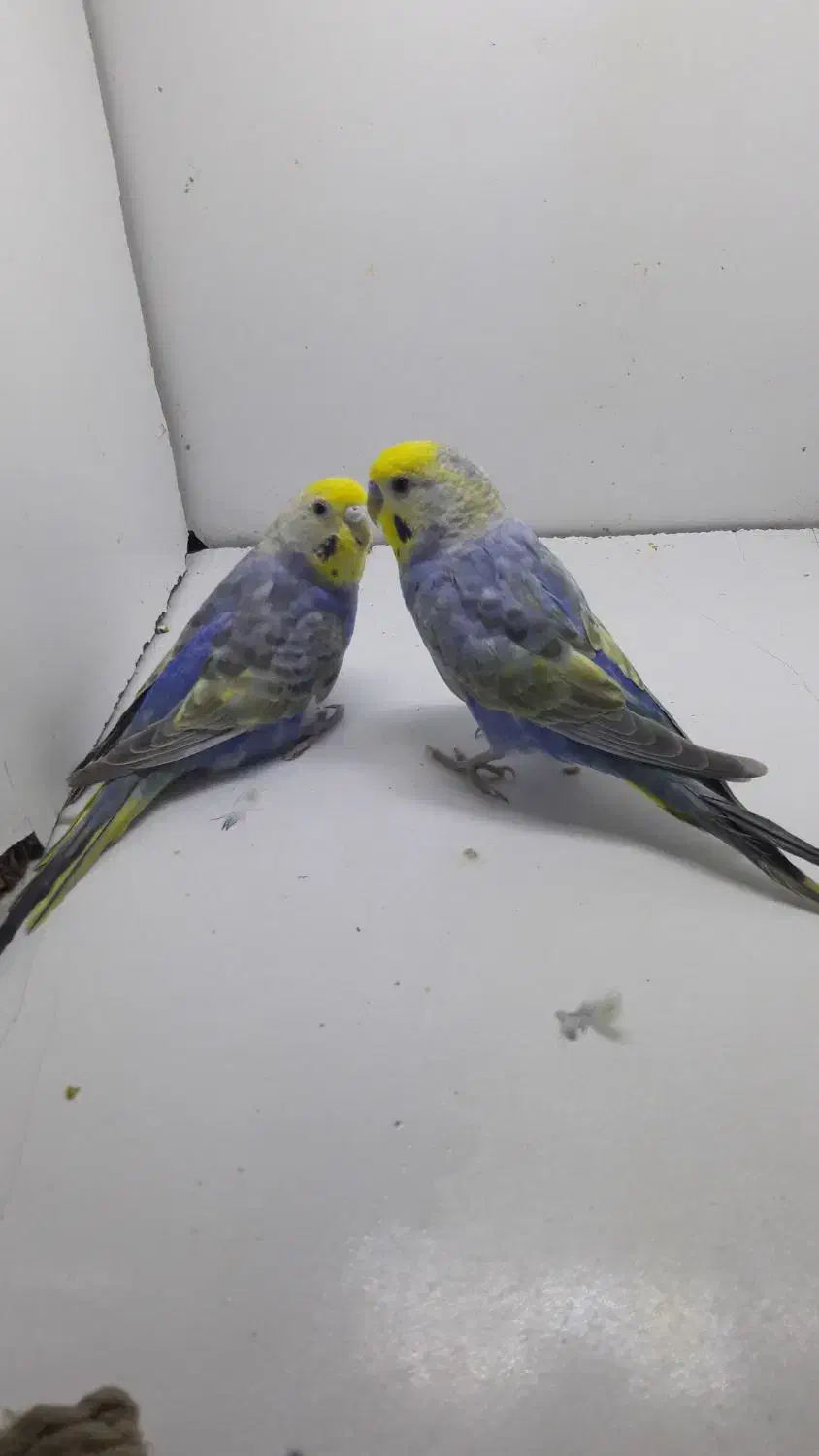 مرغ عشق رینبو رنگین کمانی با جوجه|پرنده|تهران, بهداشت|دیوار