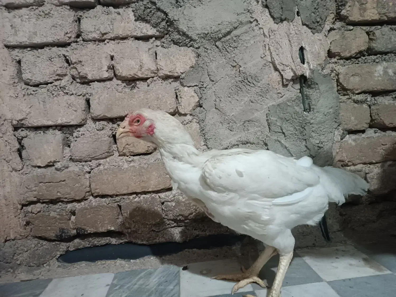 مرغ لاری|حیوانات مزرعه|فولادشهر, A1|دیوار