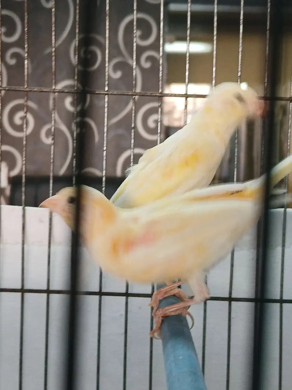 دو عدد قناری جوجه ریزه خوان|پرنده|اردبیل, |دیوار