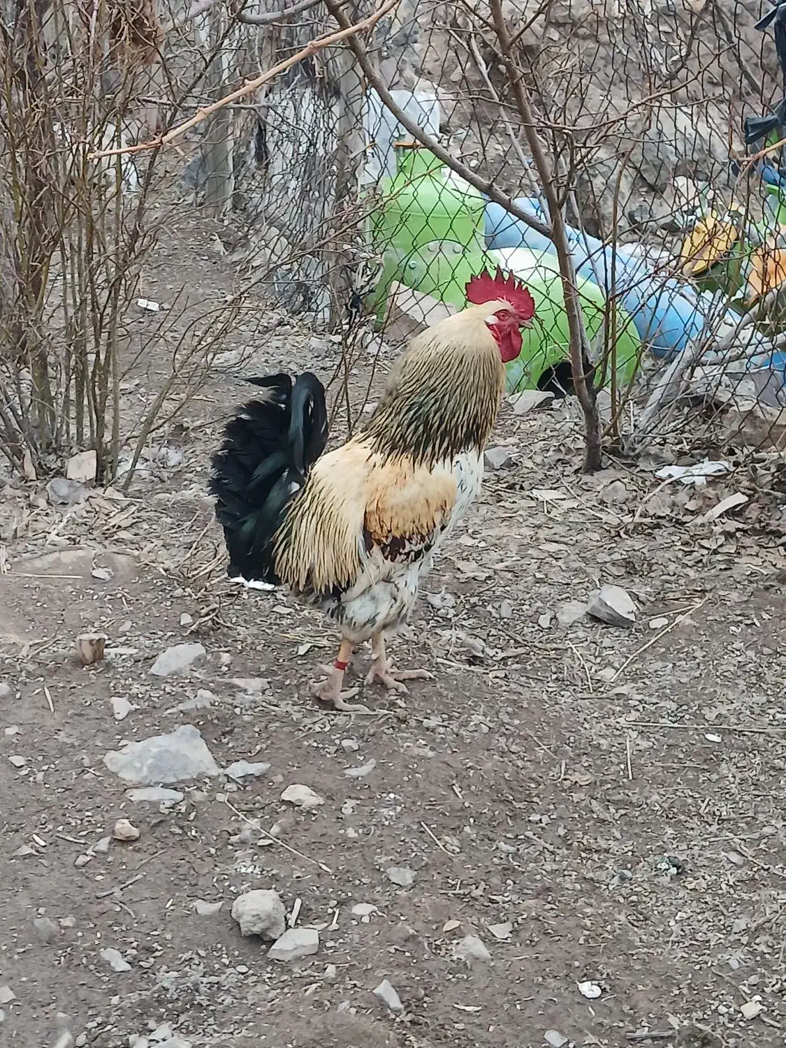 خروس جوان|حیوانات مزرعه|سلطانیه, |دیوار