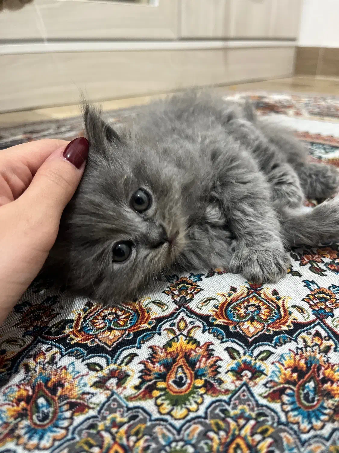 بچه گربه نژاد اسکاتیش چینچیلا|گربه|بندرعباس, |دیوار