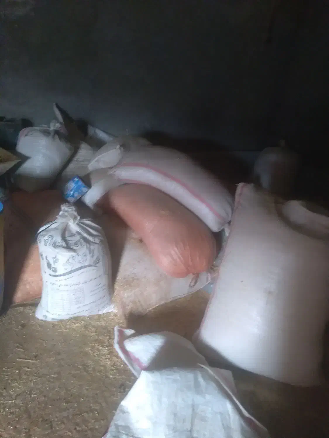 کاه|لوازم جانبی حیوانات|بیرانوند, |دیوار