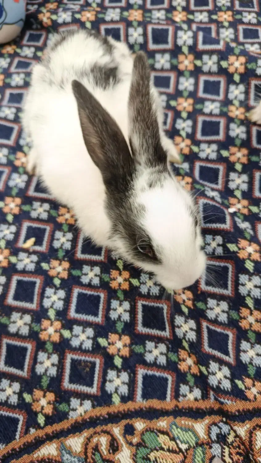 خرگوش|موش و خرگوش|اهواز, کوی رمضان|دیوار