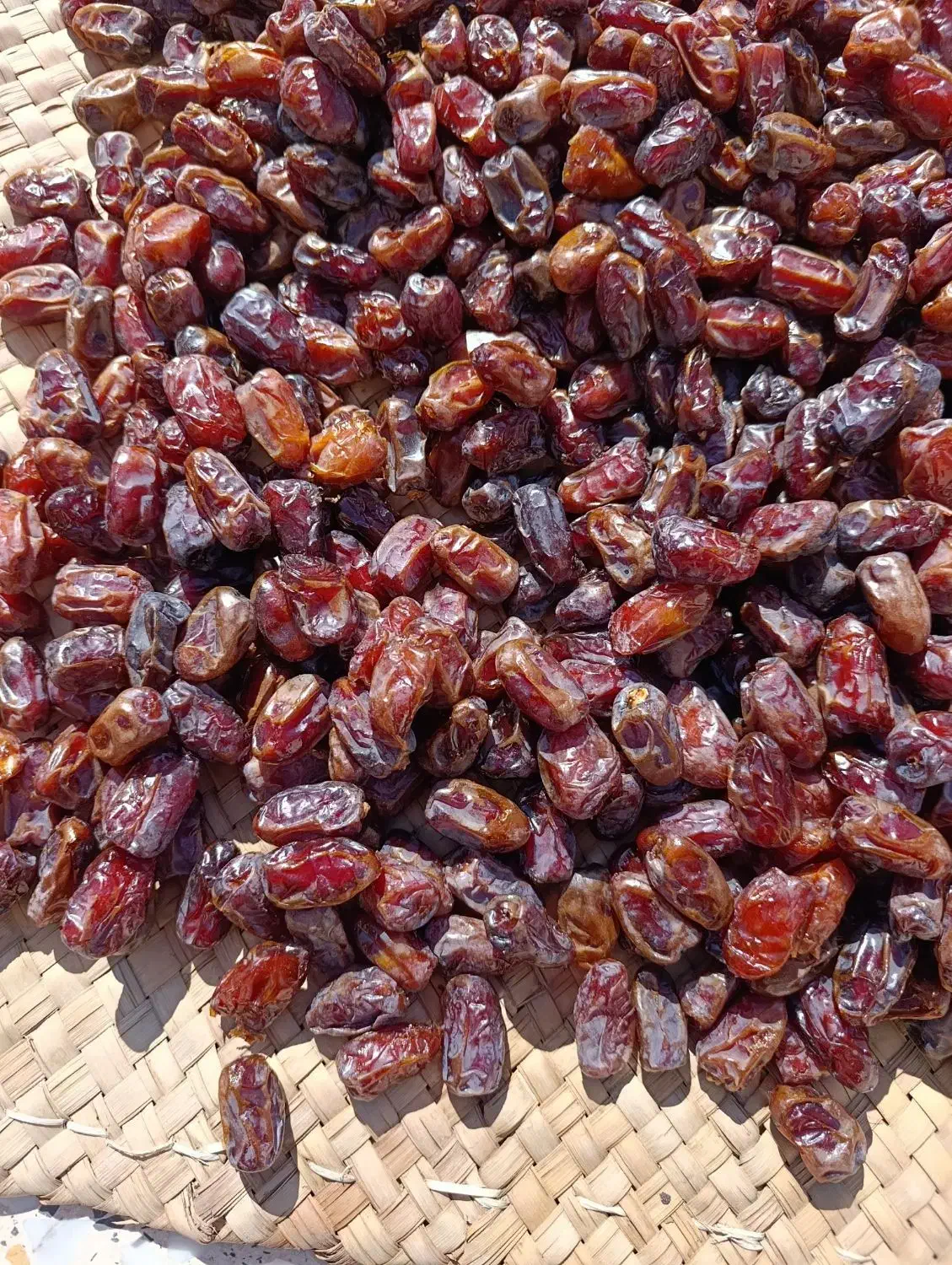 خرمایکبکابتازهکیلو۱۱۰|حراج|سنندج, |دیوار