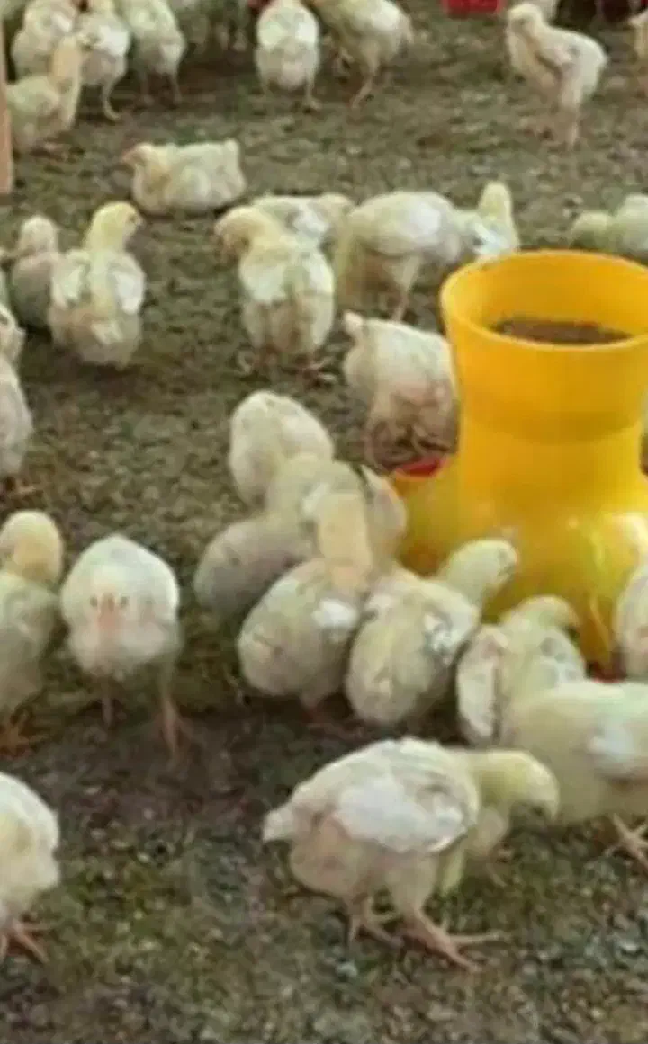 جوجه گوشتی نژاد راس اصلی|حیوانات مزرعه|هرسین, |دیوار