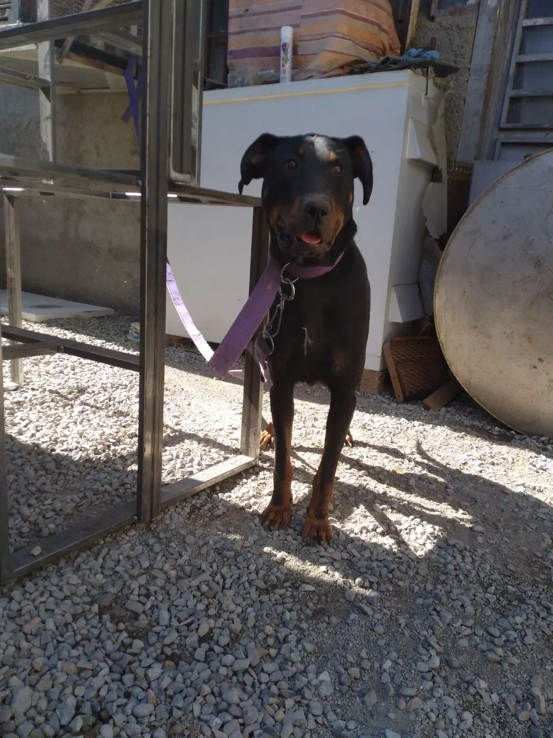 یک قلاده سگ دوبرمن|سگ|کرج, کمال‌شهر|دیوار