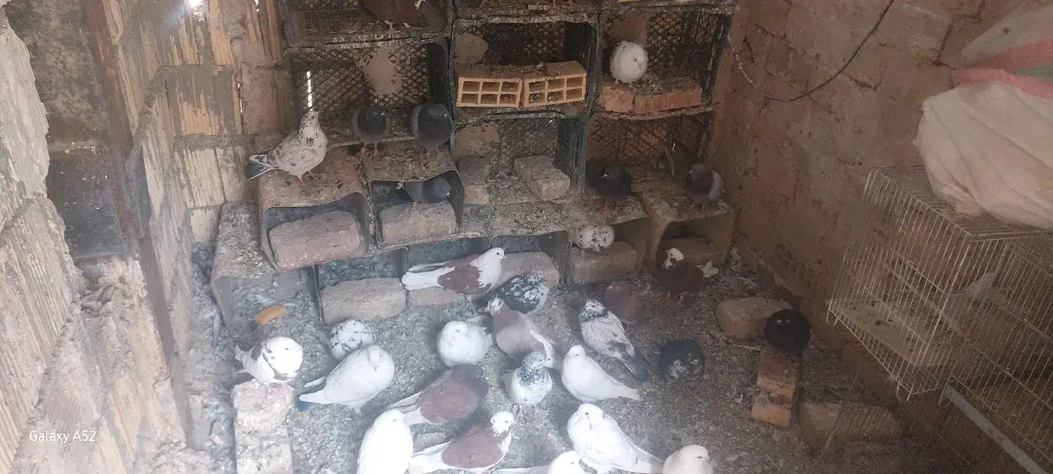 کفتر پرشی نیاز به تعریف نداره|پرنده|رباطکریم, شترخوار|دیوار