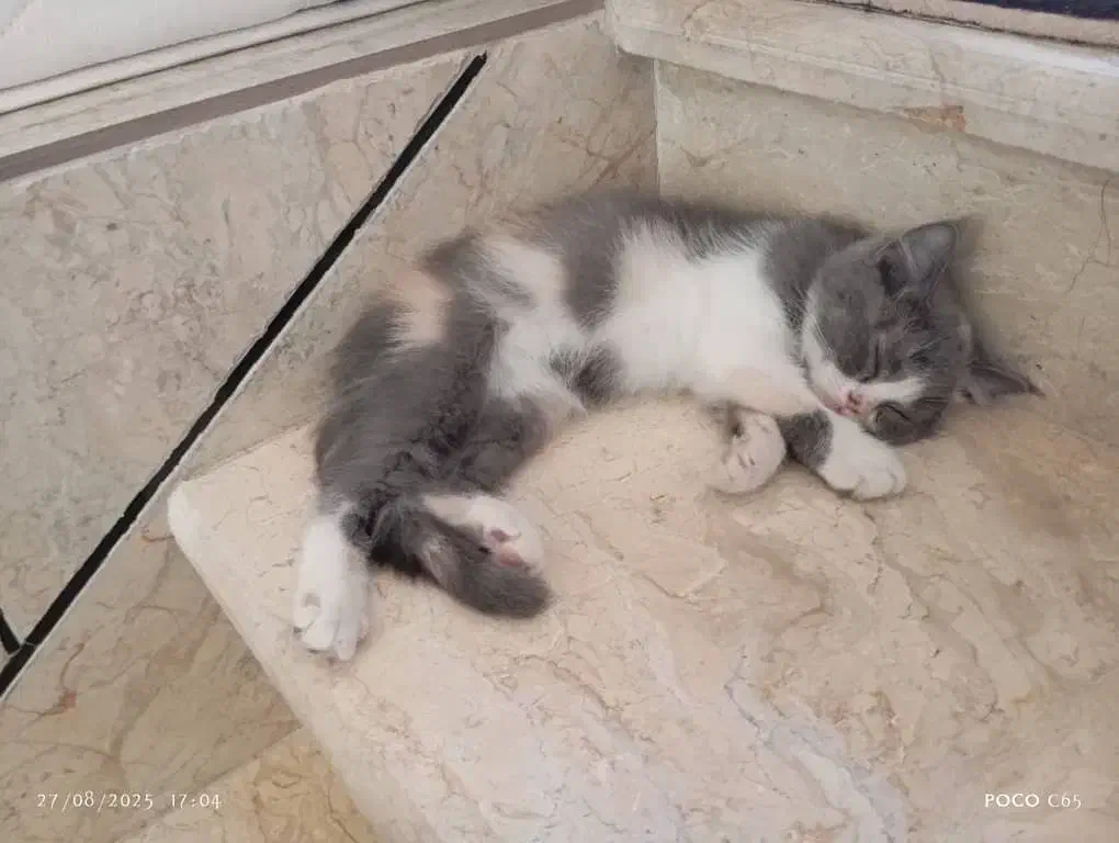 گربه بریتیش سه ماهه|گربه|سنندج, |دیوار