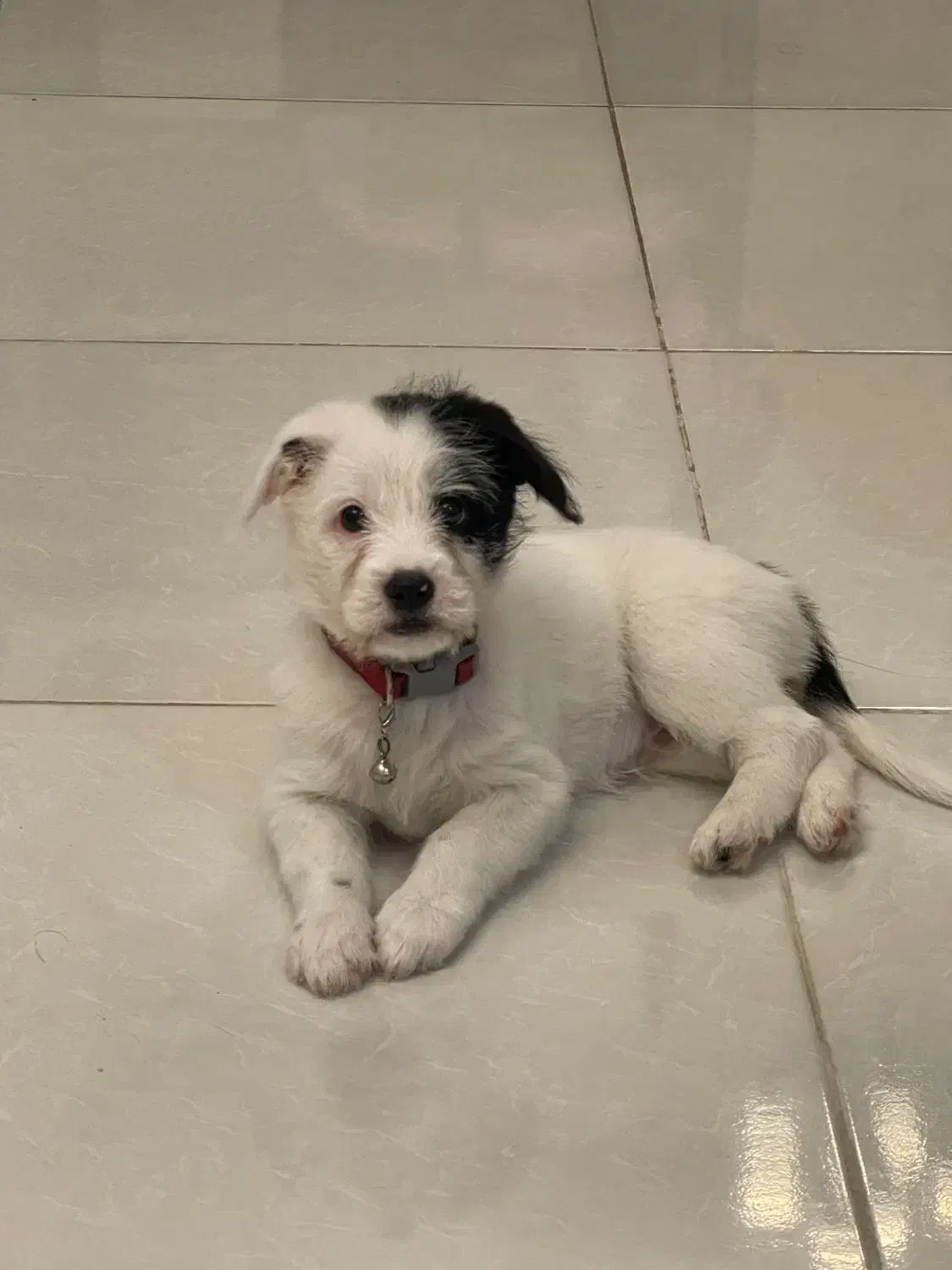 واگذاری توله دو ماهه شیتزو کراس|سگ|ساری, |دیوار