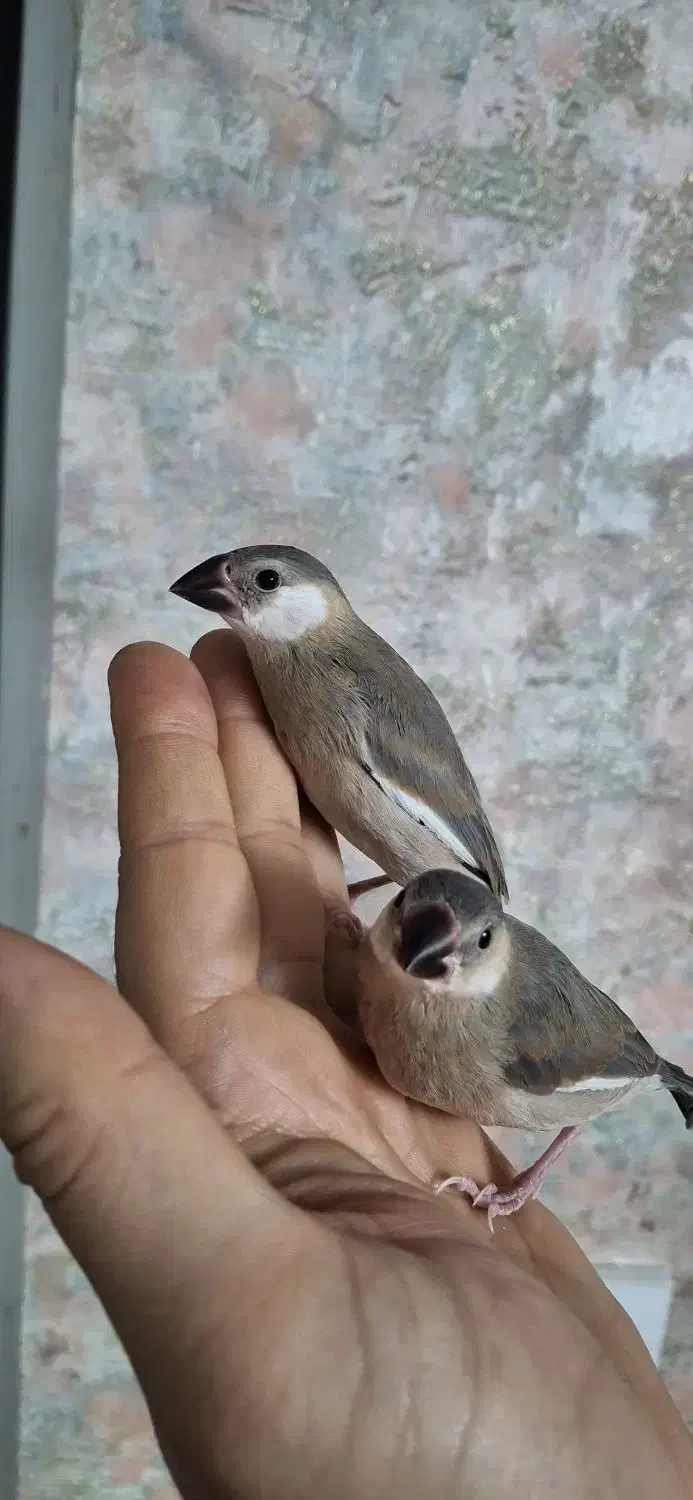 جوجه فنچ نرگسی سیلور دستی|پرنده|شیراز, شهرک والفجر|دیوار