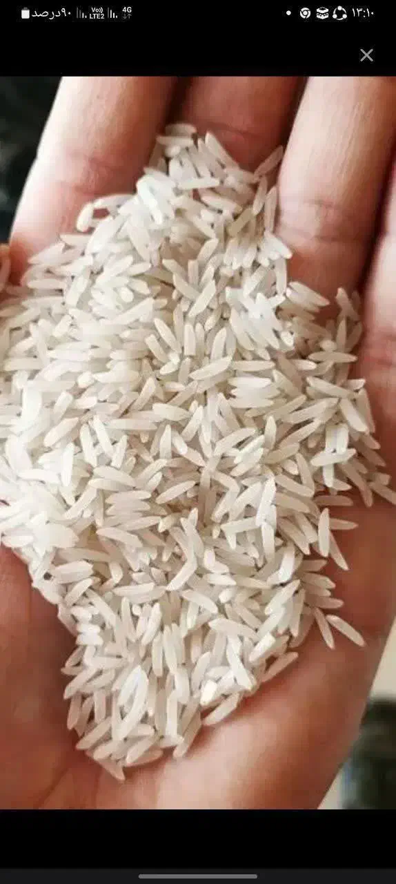 برنج طارم فجرشمال|خوردنی و آشامیدنی|قم, سراجه (۱۵ خرداد)|دیوار