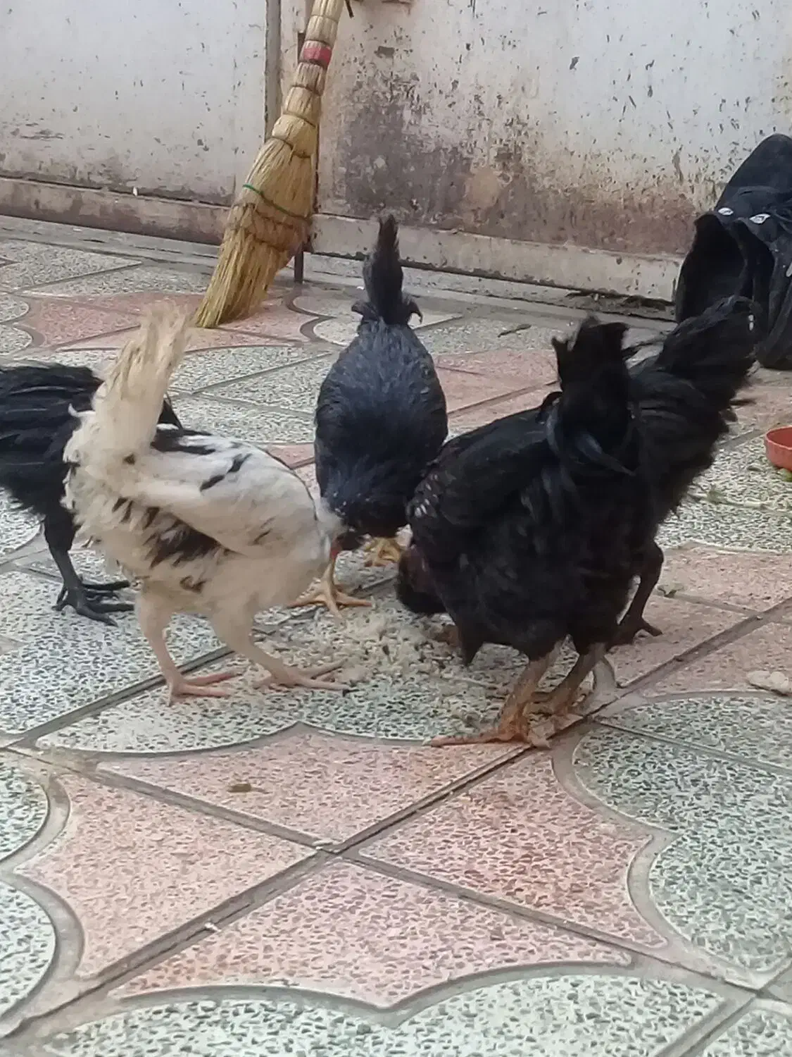 جوجه گلین|حیوانات مزرعه|شیراز, کوشک میدان|دیوار