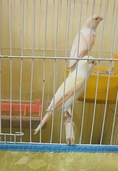 قناری جفت موزایکی|پرنده|قم, زند آباد|دیوار