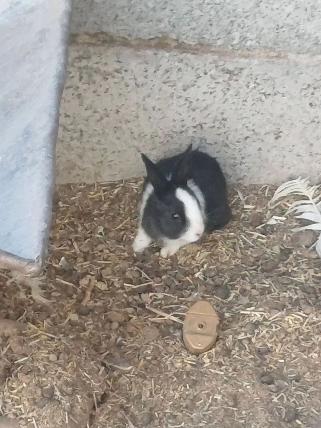 خرگوش|موش و خرگوش|زاهدان, |دیوار