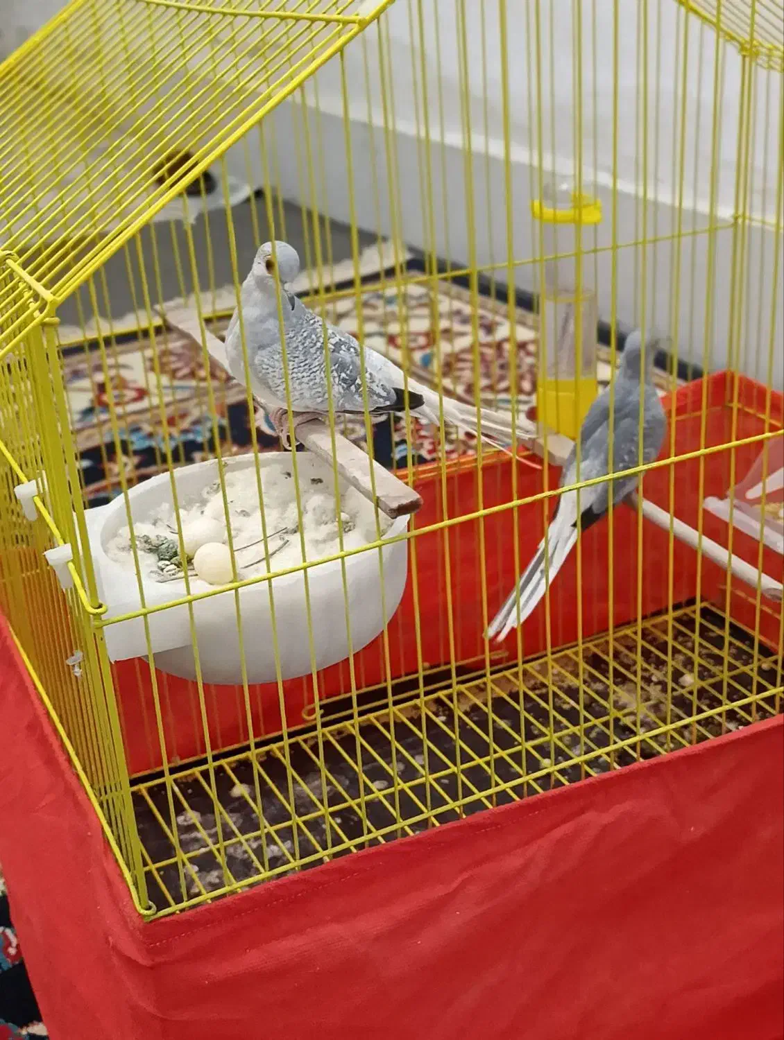 پرنده کبوترفنچ طوطی|پرنده|کرمانشاه, |دیوار