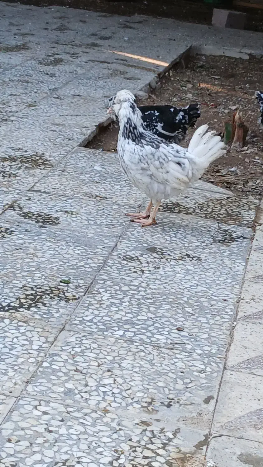 وارک ۴ ماهه گلین طوسی|حیوانات مزرعه|دهلران, |دیوار