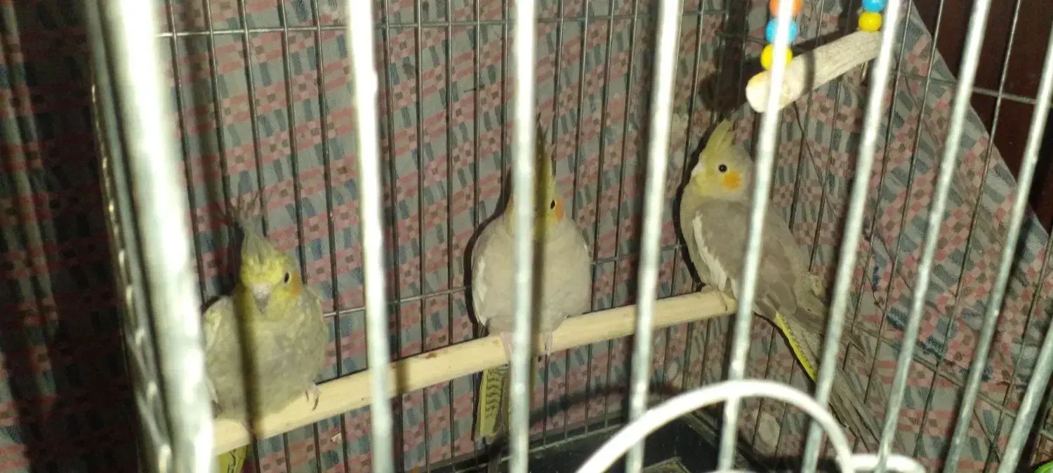 تعدادی عروس هلندی|پرنده|زنجان, |دیوار