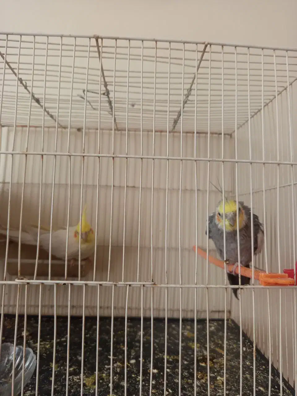 عروس هلندی معاوضه با گرینچیک|پرنده|رضویه, |دیوار