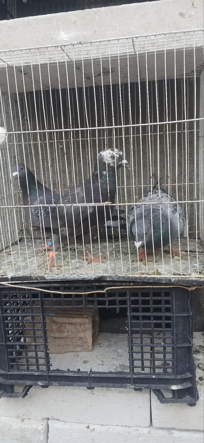 سه تا صید قلدر|پرنده|مشهد, تلگرد|دیوار