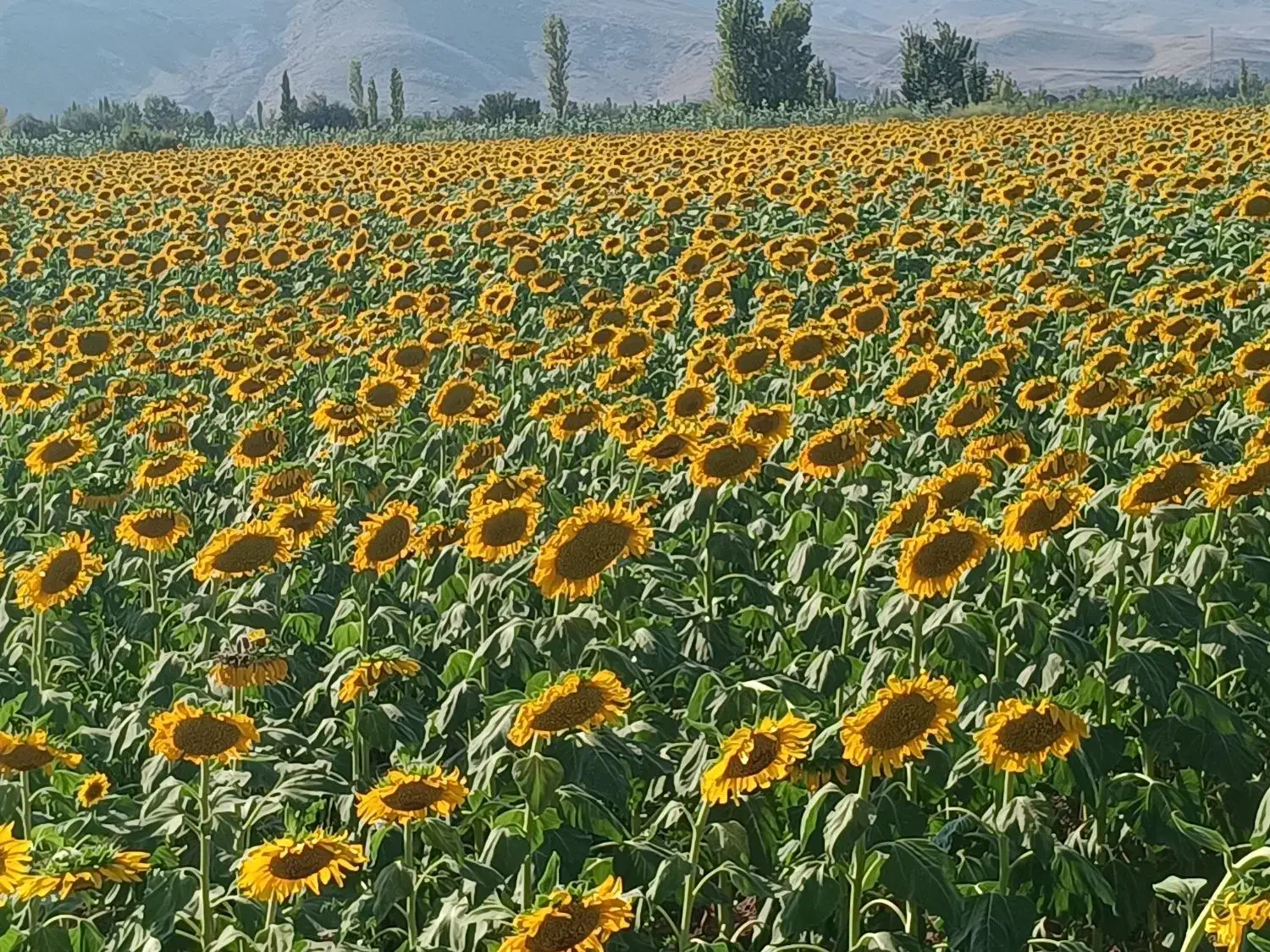 تخمه آفتابی امسالی ایرانی درجه یک|عمده‌فروشی|شیراز, وزیرآباد|دیوار