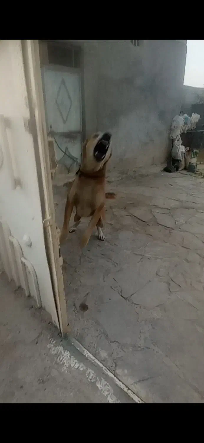 سگ نگهبان|سگ|مشهد, سیس‌آباد|دیوار