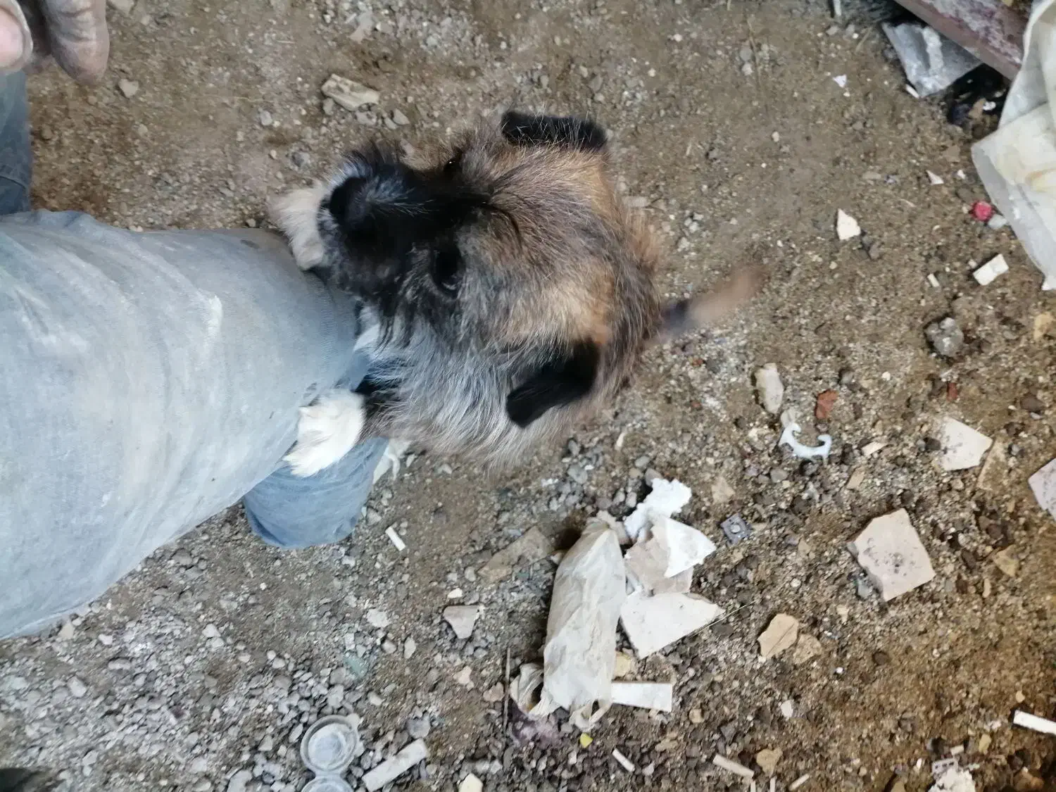 سگ ساکت حرف گوش کن آرام|سگ|بروجرد, |دیوار