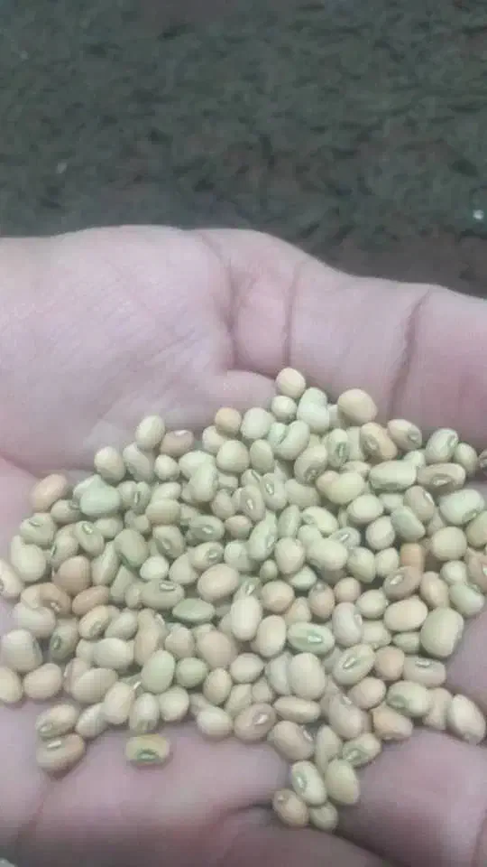 لوبیا چش بلبلی|خوردنی و آشامیدنی|چاه داد خدا, |دیوار