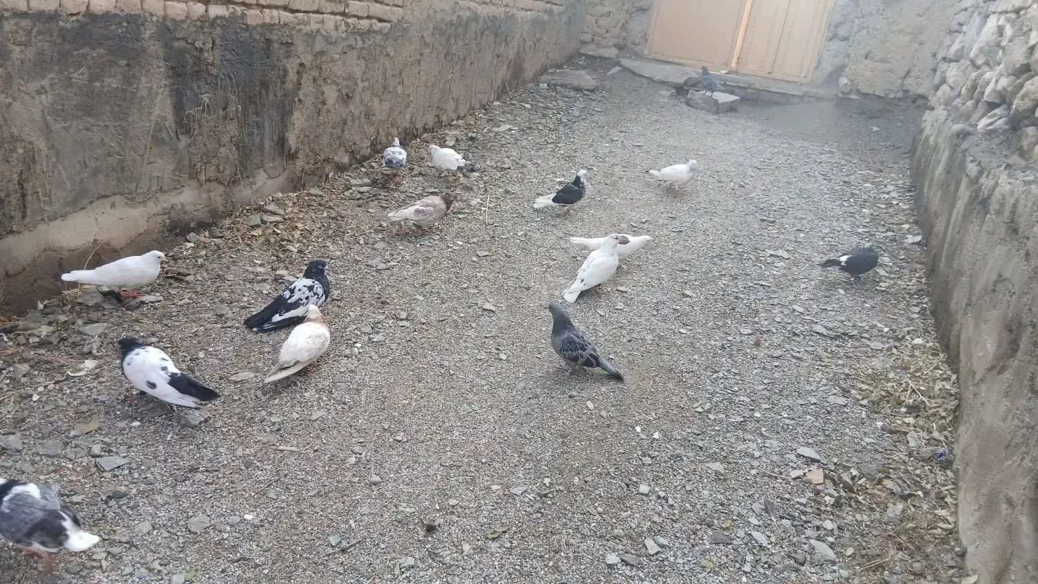 کبوتر|پرنده|قلقل رود, |دیوار