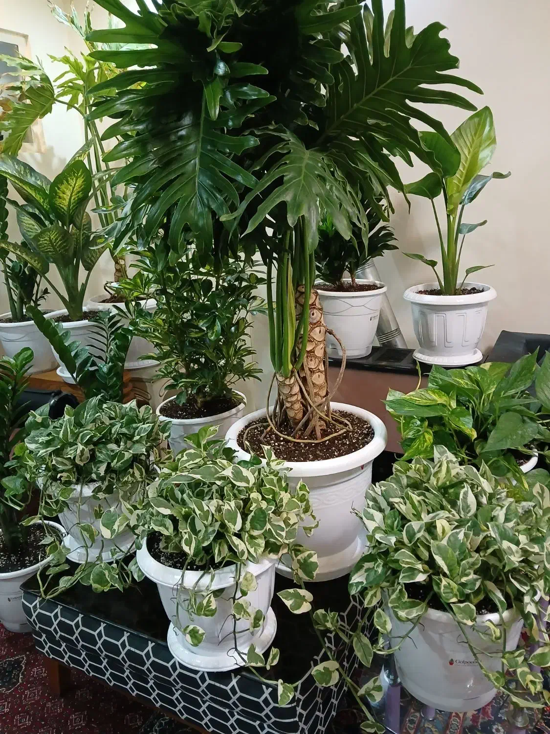 گلهای منحصر به فرد جذاب|گل و گیاه طبیعی|تهران, نیروی هوایی (پیروزی)|دیوار