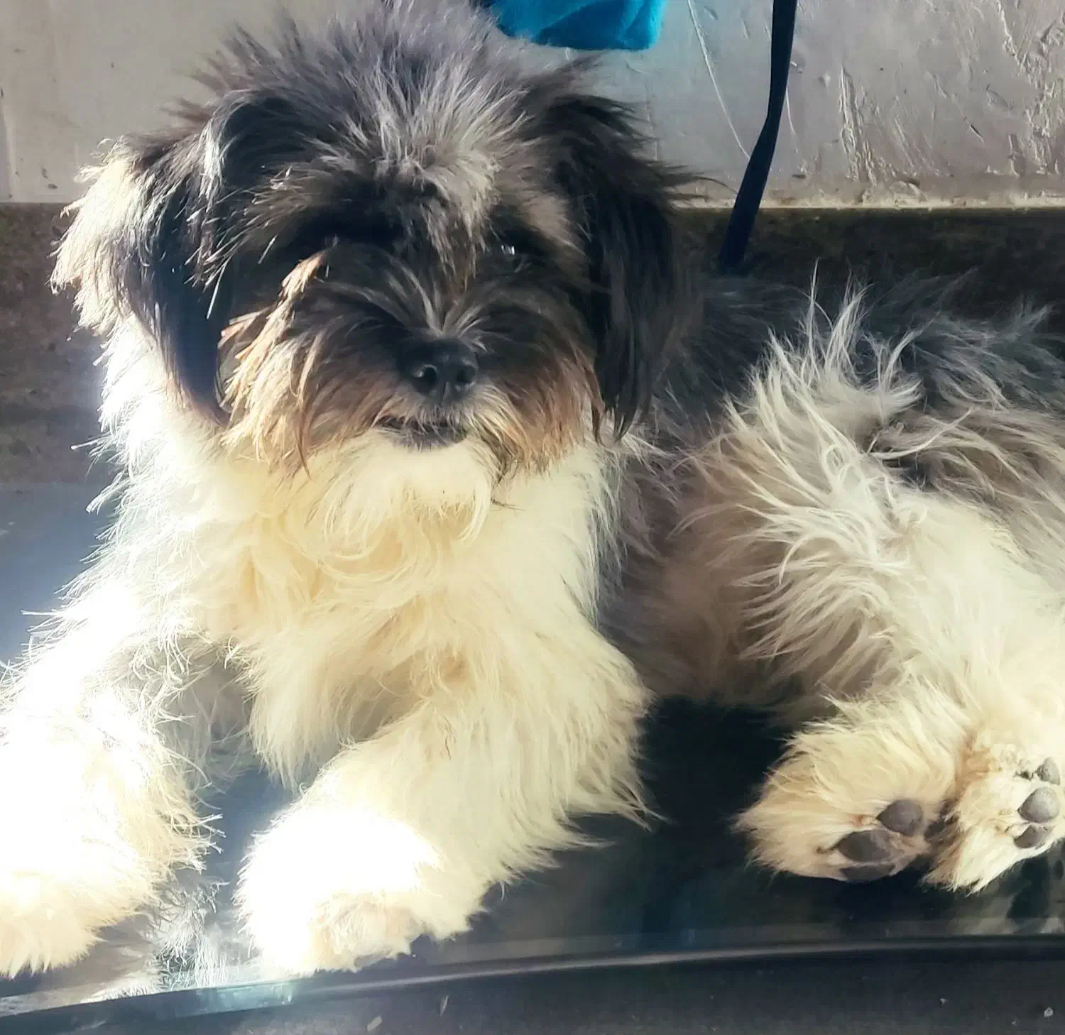 سگ شیتزو سایز کوچک|سگ|فیروزآباد (فارس), |دیوار