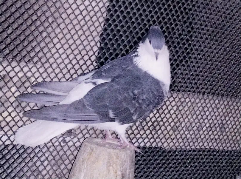 کفتر خوشرنگ دمگیر کاکلی|پرنده|برخوار, |دیوار