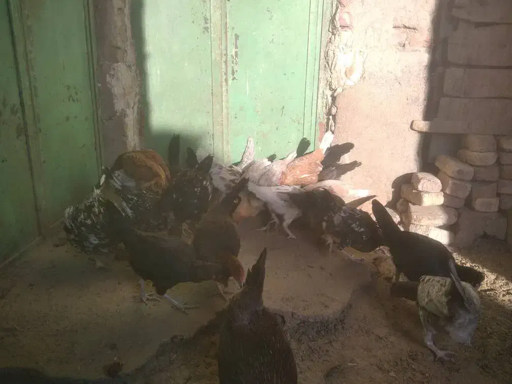 مرغ و خروس محلی|حیوانات مزرعه|زابل, |دیوار